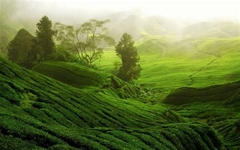 Wayanad Land Of The Paddy Fields Tripoto