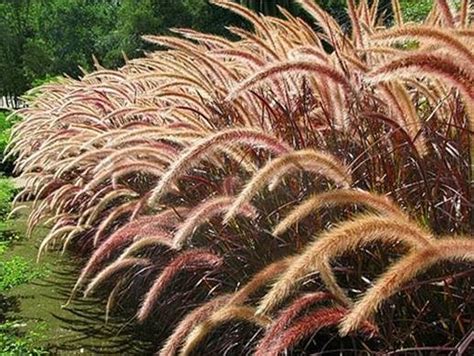 Capim Do Texas Pennisetum Setaceum Plantasonya O Seu Blog Sobre