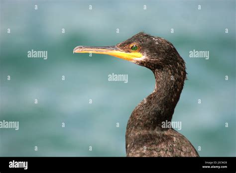 Blue Detail Animal Bird Portrait Birds Mallorca Spain Cormorant Beak