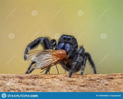 P1010028 Male Johnson S Jumping Spider Phiddipus Johnsoni With A