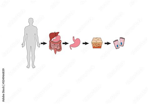 Schematic Representation Of Levels Of Organization In Humans And Other