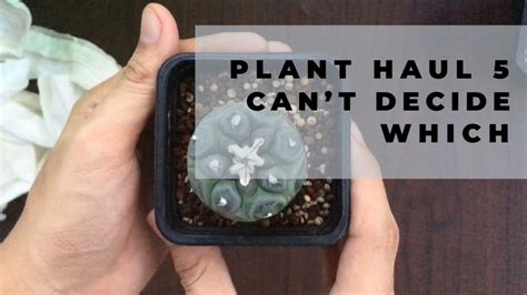 Plant Haul 5 Cactus Unboxing Succulent Unboxing Youtube