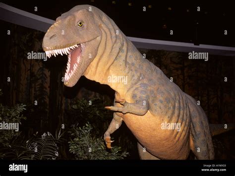 Reconstrucción De Dinosaurios Del Cretácico Albertosaurus Fotografía De Stock Alamy