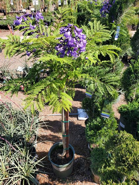 BONSAI BLUE JACARANDA (Jacaranda 'Sakai01' PPAF) - Treeland Nurseries