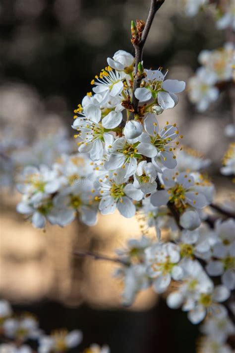 Prunus Spinosa Chamada Blackthorn Ou Sloe Uma Esp Cie De Planta