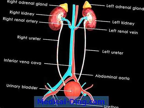 Infection Urinaire Du Tractus Causes Symptômes Et Traitements