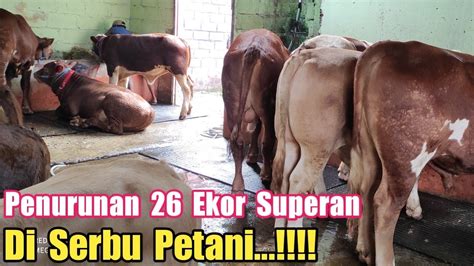 Stok Terbaru Hari Ini Penurunan Sapi Ekor Superan Di Serbu Petani