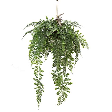 Hanging Fern 50cm Complete With Basket | Greenery Imports