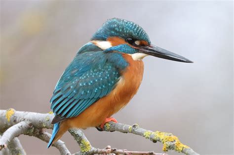 Am Ansitz Eisvogel Alcedo Atthis C Jens Winter Naturgucker De