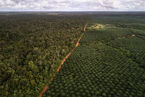 The Worlds Thirst For Palm Oil Is About To Destroy Asias Largest