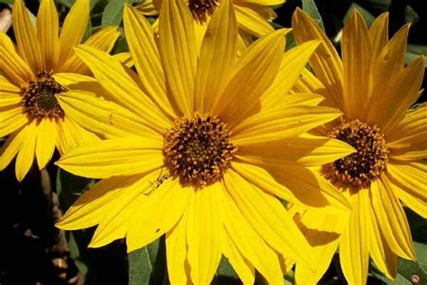 Turnerseed Maximilian Sunflower Aztec