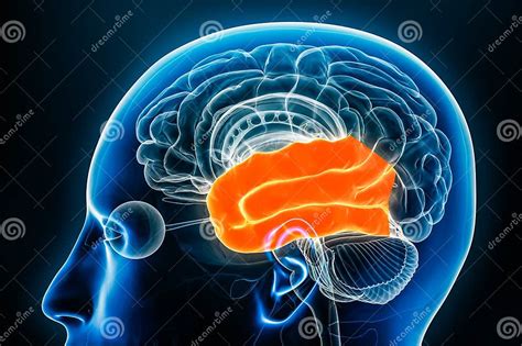 Temporal Lobe Of The Cerebral Cortex Profile View Close Up 3d Rendering