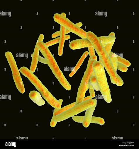 Las Bacterias De La Tuberculosis Equipo Ilustraciones De Mycobacterium