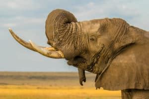 What Happens to Elephants in Musth?