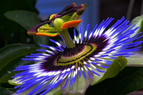 1001 Photos Des Plus Belles Fleurs Du Monde Exotiques Et Rares