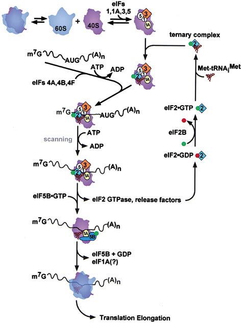 Gene Specific Regulation By General Translation Factors Cell