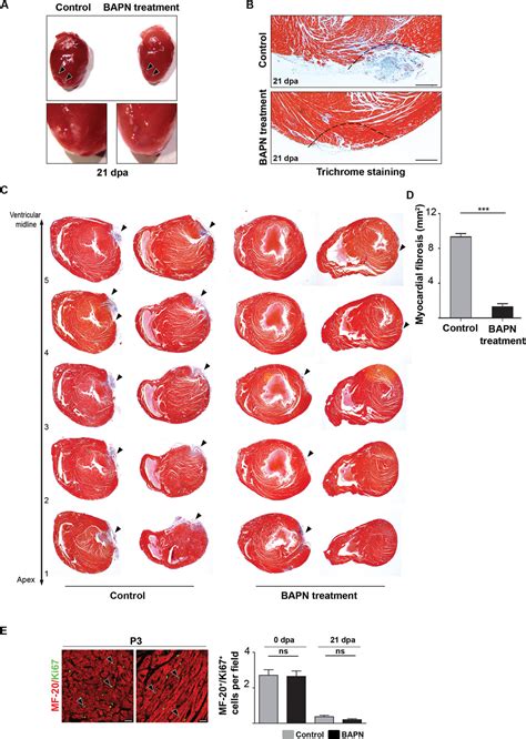 The Local Microenvironment Limits The Regenerative Potential Of The