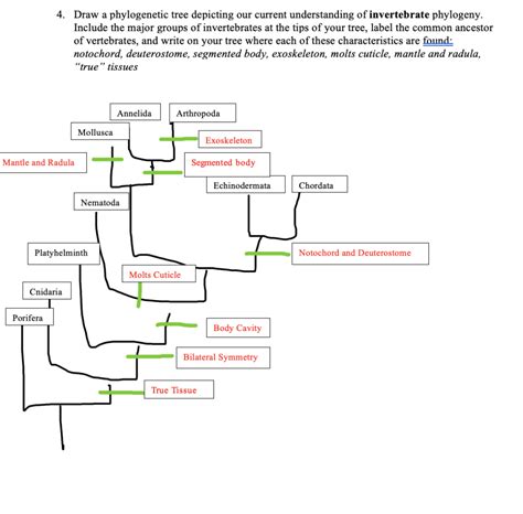 Solved 4 Draw A Phylogenetic Tree Depicting Our Current