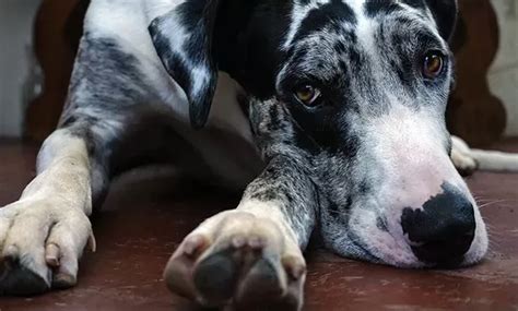 Osteosarcoma in Dogs: Understanding Bone Cancer in Canines