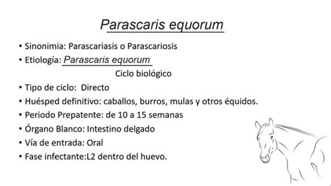 Ciclos Biologicos De Parascaris Equorum Y Ascaris Suum PPT