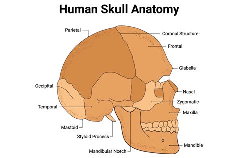 Human Skull Anatomy Science Design Graphic by hamjaiu · Creative Fabrica