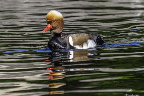 Canard Plongeur M Le Nette Rousse Netta Rufina Flickr