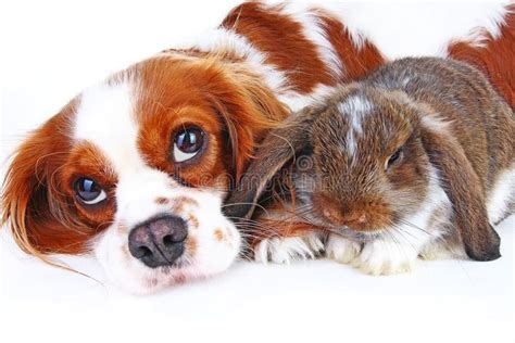 Animal friends. True pet friends. Dog rabbit bunny lop animals together ...