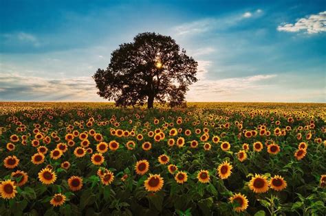 Peinture Murale Champ De Tournesols En Fleurs Tappy Fr