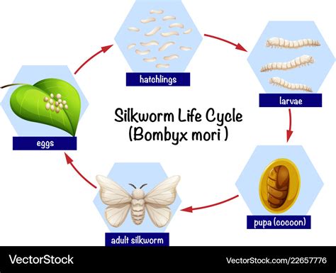 Silkworm Life Cycle Diagram Royalty Free Vector Image