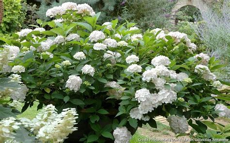6 hydrangeas ultra florifères et faciles à cultiver