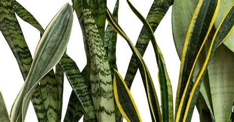 Sansevieria Varieties