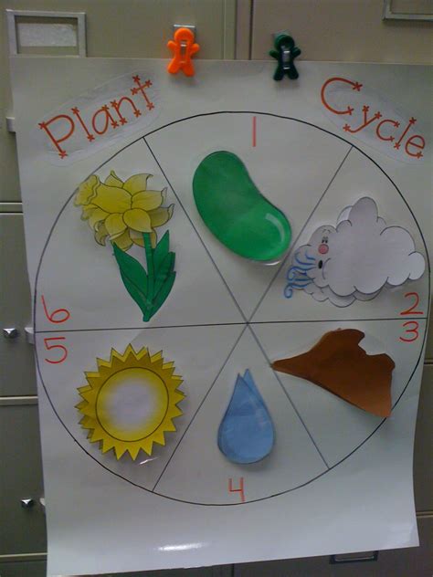 Life Cycle Of Plant Project