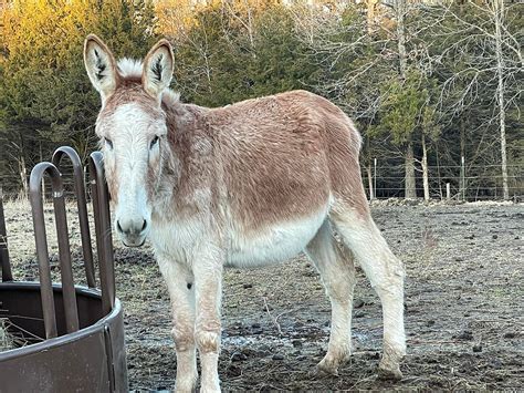 Celebrating Diversity: Exploring Donkey Breeds Around the World