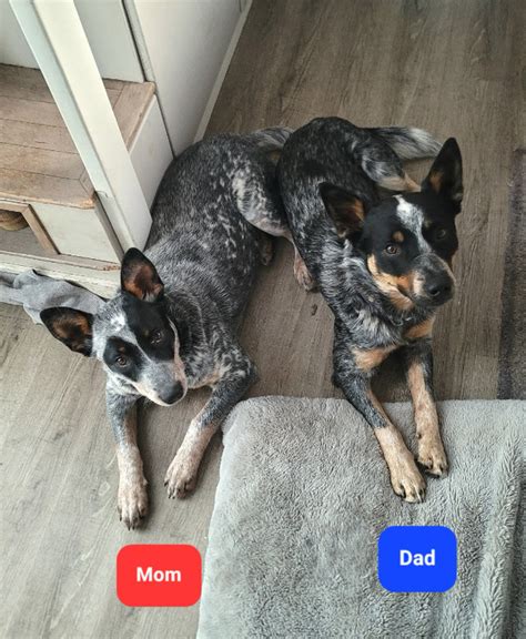 Pure Bred Heeler Puppies | Dogs & Puppies for Rehoming | Penticton | Kijiji