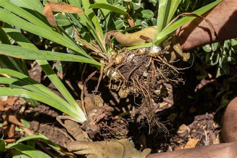 What To Know About Rhizomes And Plants