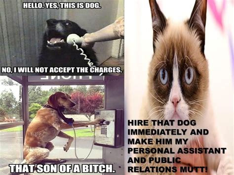 40 Archibald The Psychotic Housecats Den Of Insanity Grumpy Cat Relatable Archibald