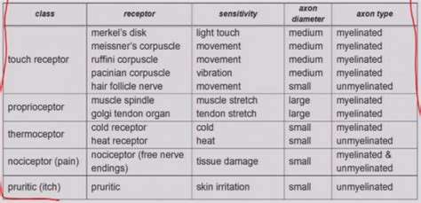 Somatosensory System 1 Nsci 2101 Exam 2 Flashcards Quizlet