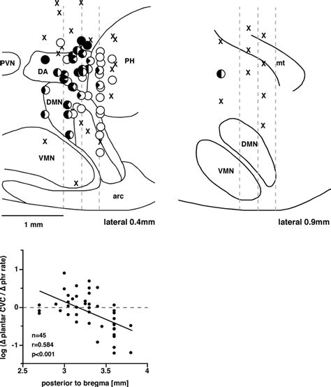 DLH injection sites. Top: grouped injection sites plotted onto standard ...