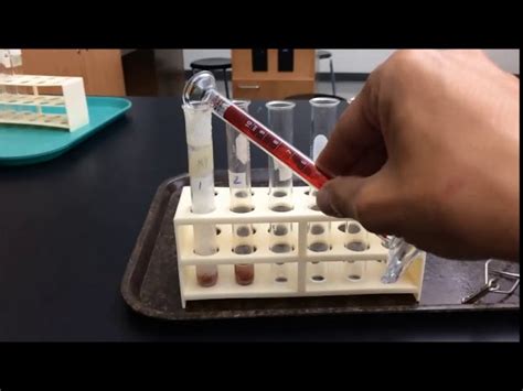 Catalase Enzyme Lab