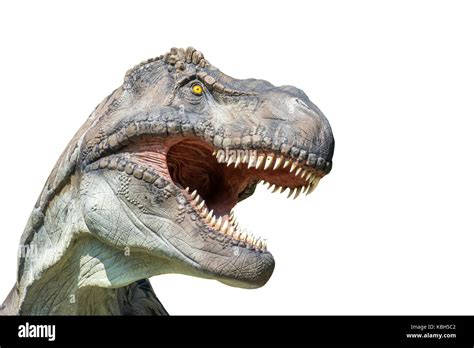 Tyrannosaurus Rex Aislado Sobre Fondo Blanco Fotograf A De Stock Alamy