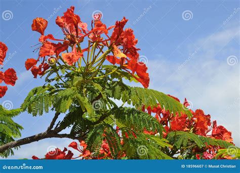 Flamboyant Tree Blooming Royalty Free Stock Photography Image 18596607