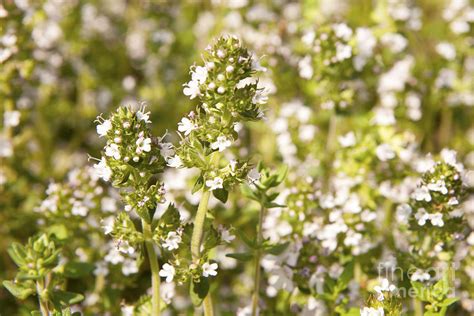 Thyme Flowers Photograph by Karen Foley - Pixels