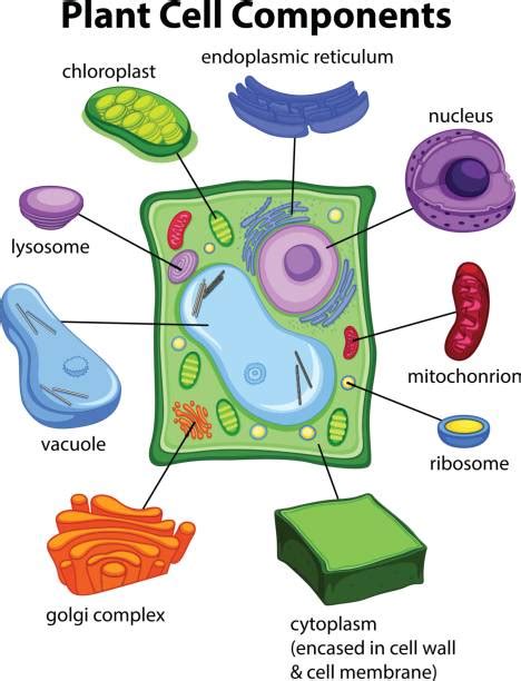 Plant Cell Illustrations Royalty Free Vector Graphics And Clip Art Istock