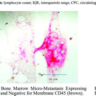 Changes In The Median Absolute Lymphocyte Count And CPC Positiviity