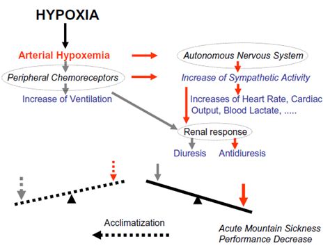 Schematic Overview Of Selected Responses To Acute Hypoxia Altitude