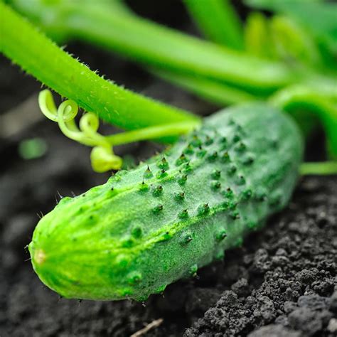 Organic National Pickling Cucumber Cucumis Sativus Annies Heirloom