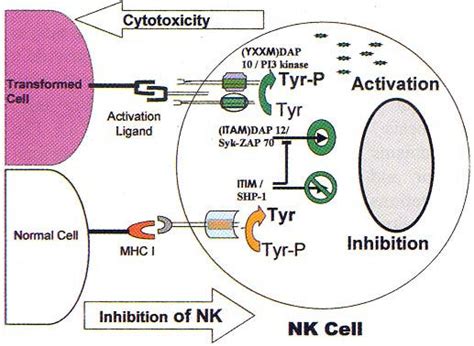 Schematic Representation Of Nk Cell Target Cell Interaction Involving