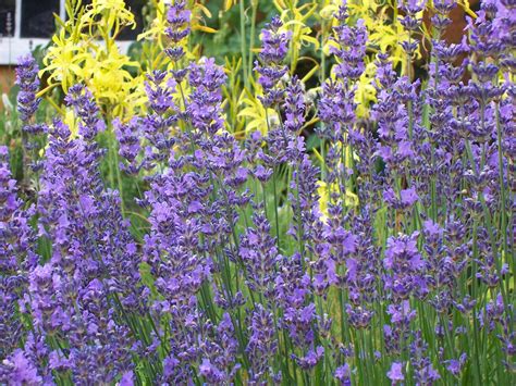 Lavandula Angustifolia Hidcote Blue Lavendel