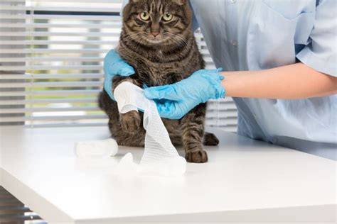 Cat Wound Care