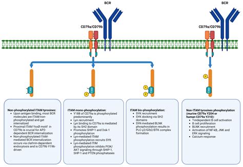 Ijms Free Full Text B Cell Receptor Signaling And Beyond The Role Of Igα Cd79aigβ Cd79b